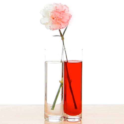 Enchanting Flowers That Change Color With Food Coloring Photo ... Enchanting Flowers That Change Color With Food Coloring Photo ...