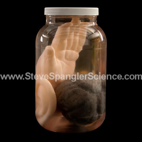 Growing Body Parts Jar - Integrating Science into the Classroom | Steve Spangler Science