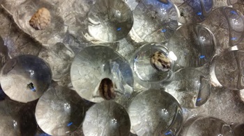 seeds inside the water jelly marbles