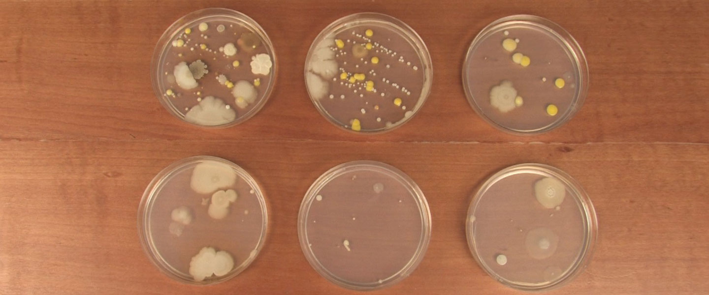 how does light affect bacterial growth
