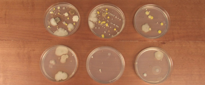 Growing Bacteria in Petri Dishes Experiment