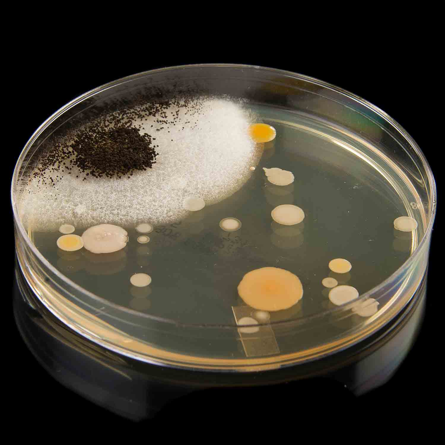 Growing Bacteria Kit