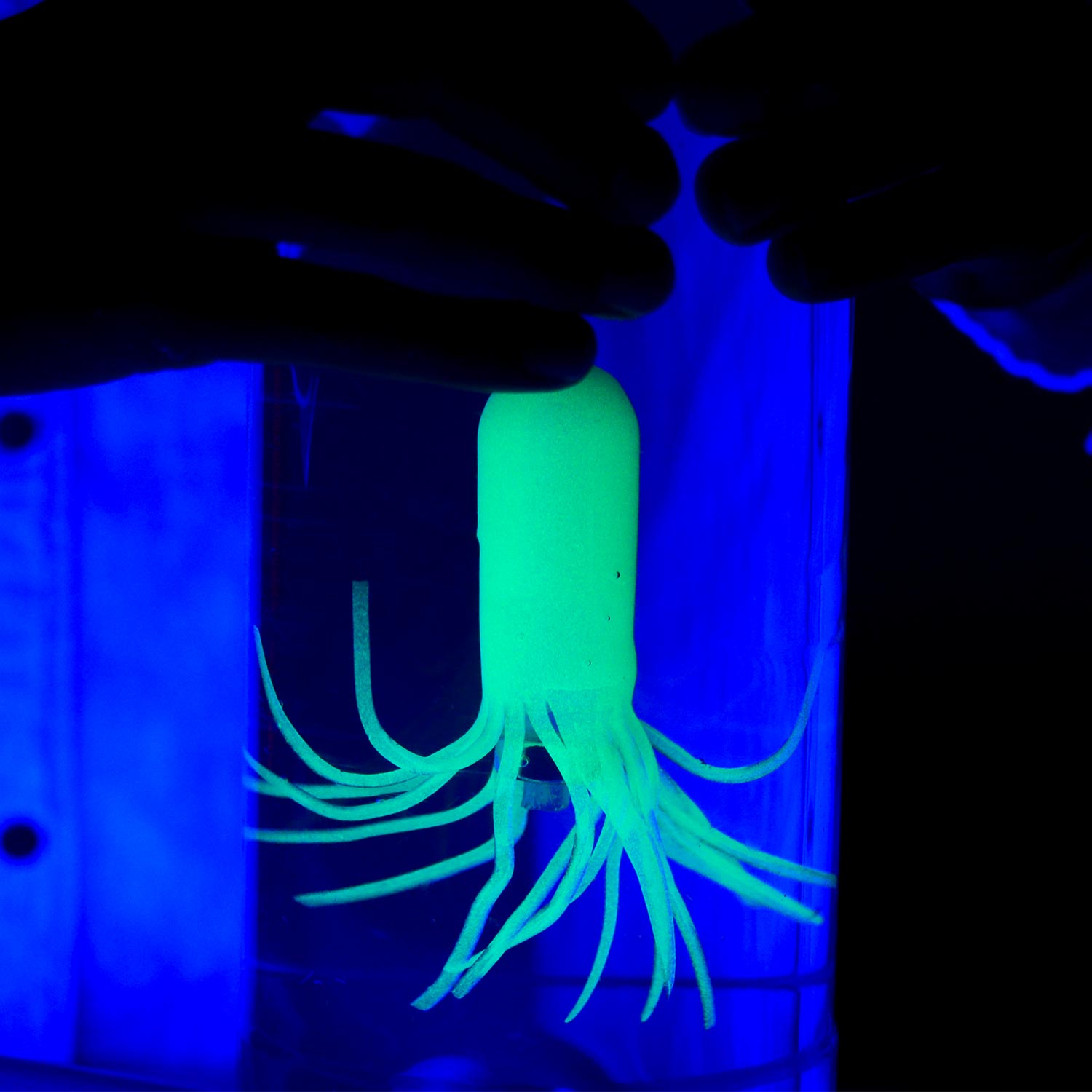 Glow-in-the-Dark SQUIDY Cartesian Diver