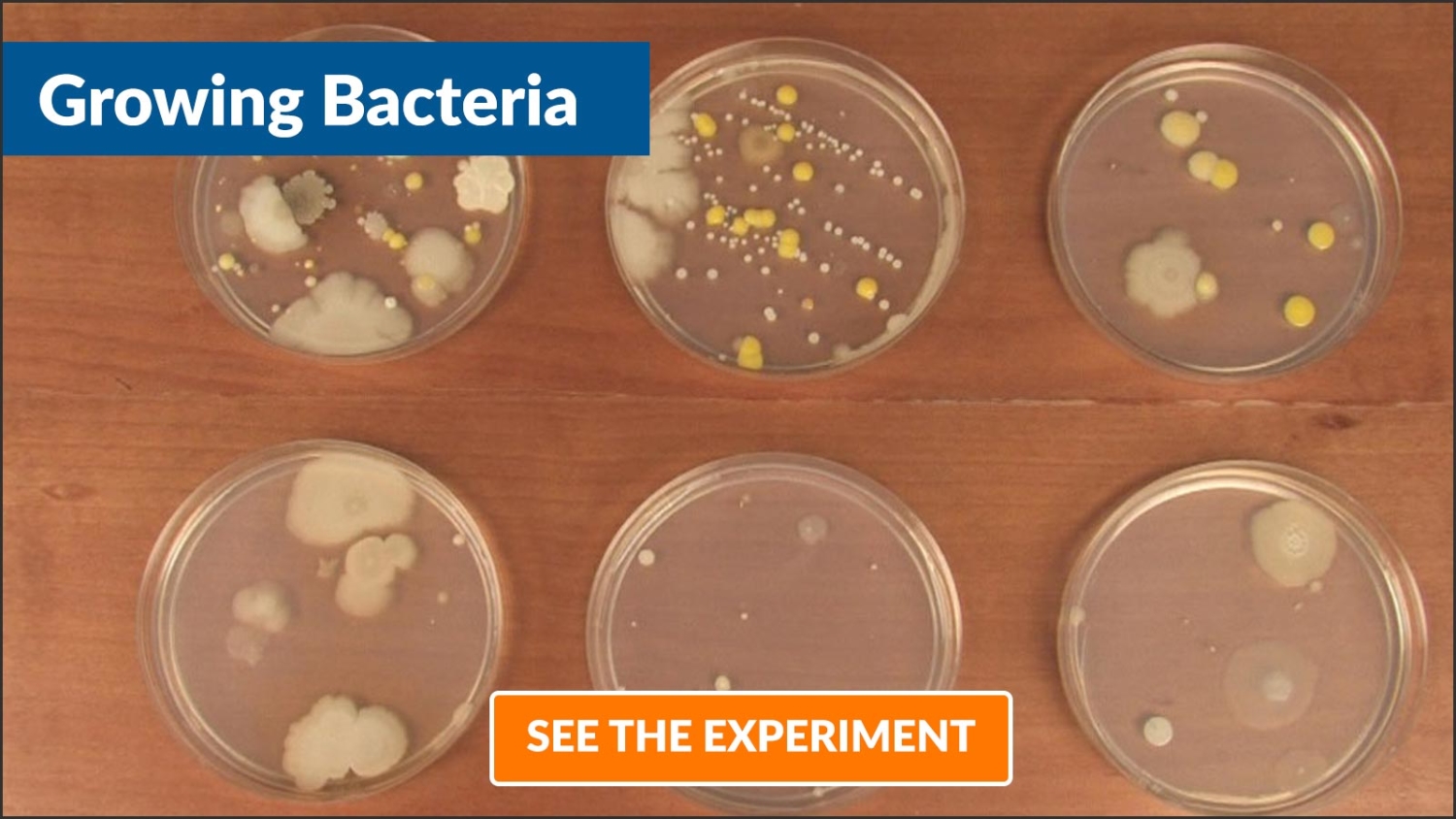 Growing Bacteria