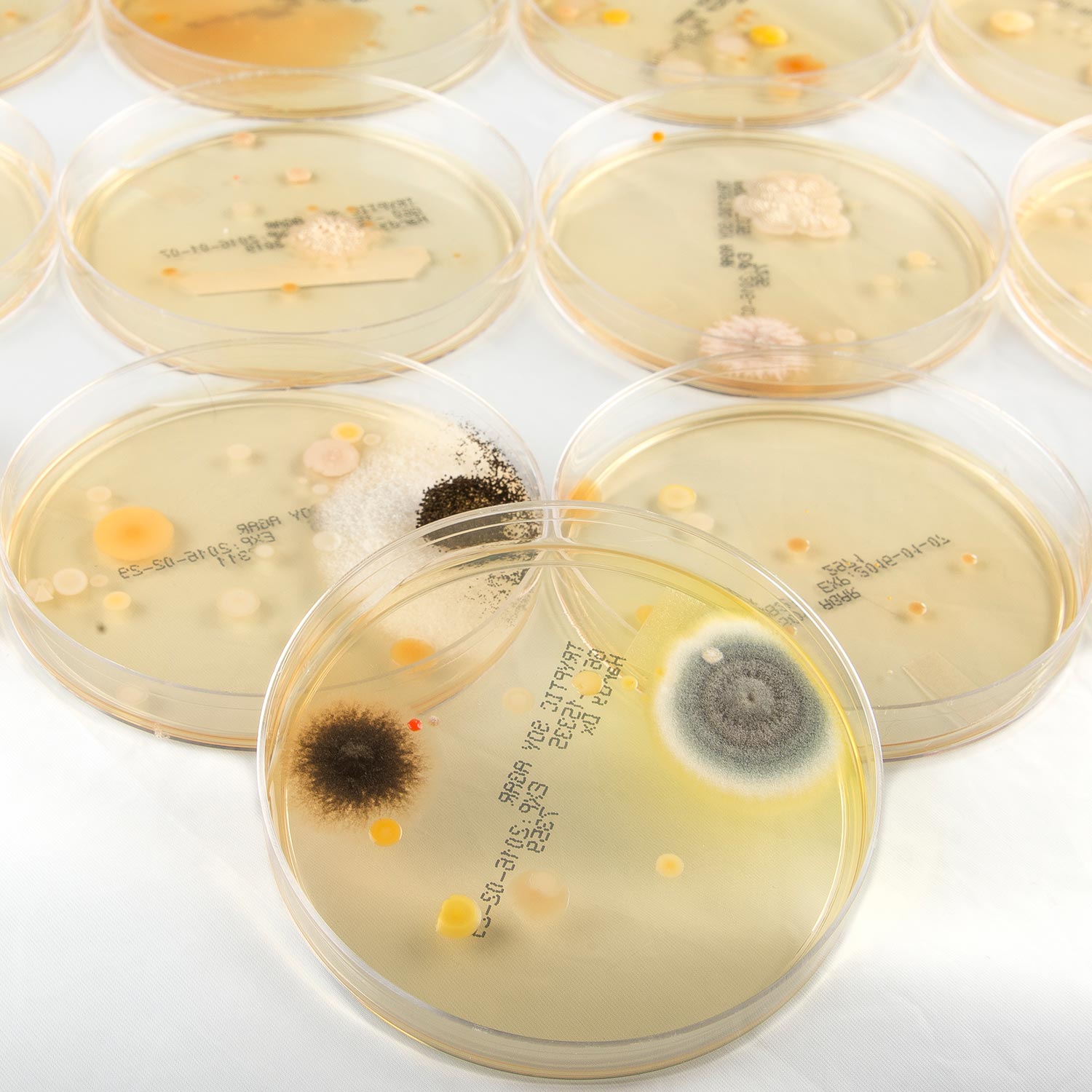 Bacteria Classroom Bundle