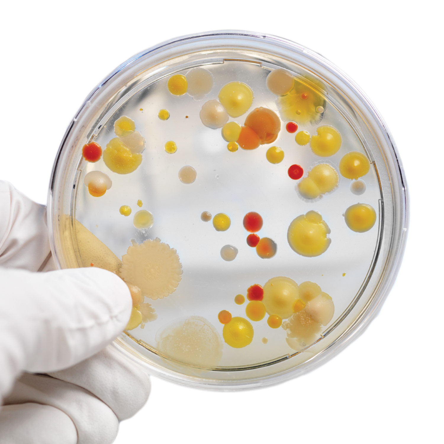 Bacteria Classroom Bundle